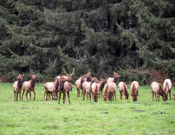 istock Herd of Elk 1288343979