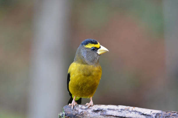 Male Evening Grosbeak bird perched on a branch