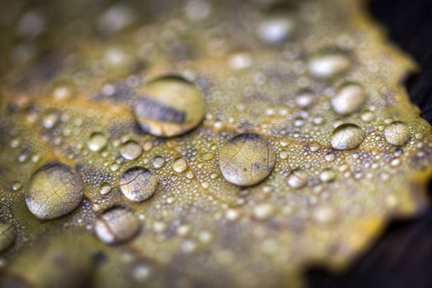 dew on a leaf