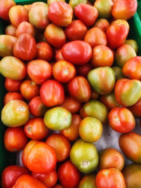 istock Fresh Tomatoes Straight From The Plantation 1288344988