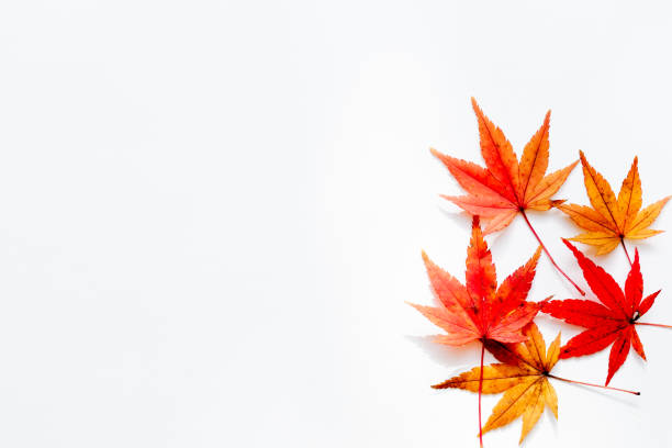 楓 - autumn leaf flash ストックフォトと画像