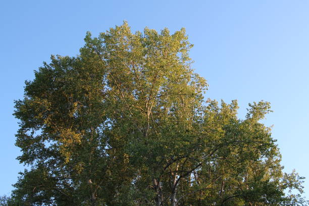 istock crown of a tree with leaves branches in the summer sky 1288349930