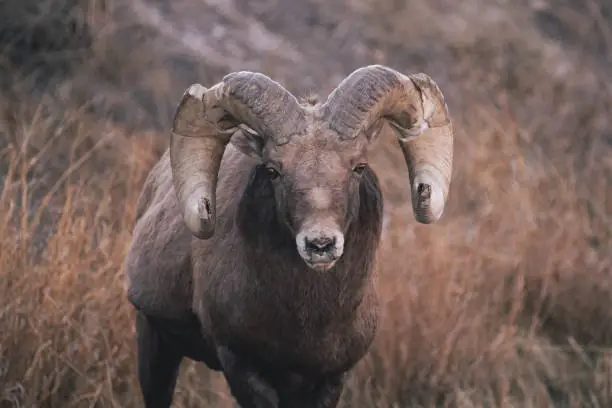 Bighorn Sheep Badlands National Park In South Dakota