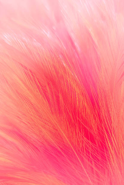 istock Beautiful abstract light pink feathers on white background,  white feather frame texture on pink pattern and pink background, love theme wallpaper and valentines day 1288350641