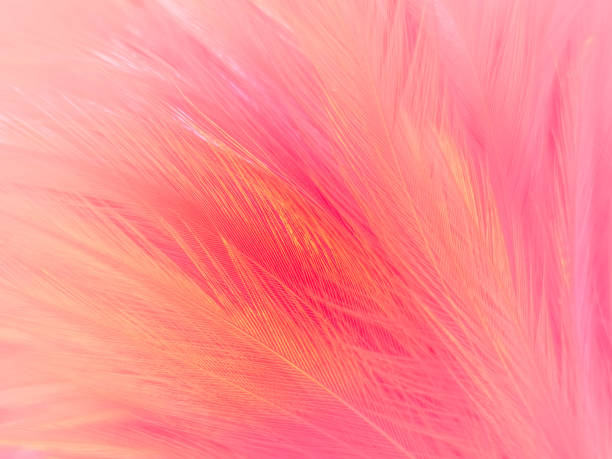 istock Beautiful abstract light pink feathers on white background,  white feather frame texture on pink pattern and pink background, love theme wallpaper and valentines day 1288350642