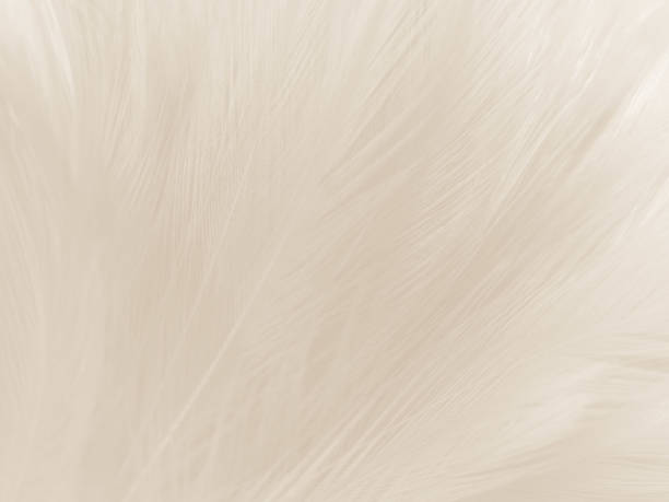 istock Beautiful abstract gray feathers on white background and soft white feather texture on white pattern and brown background, white texture wallpaper, love theme, valentines day 1288350645