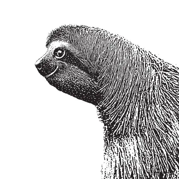 Vector illustration of Three-toed Sloth