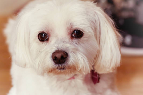 istock Beautiful White Shihtzu-Maltese 1288352297