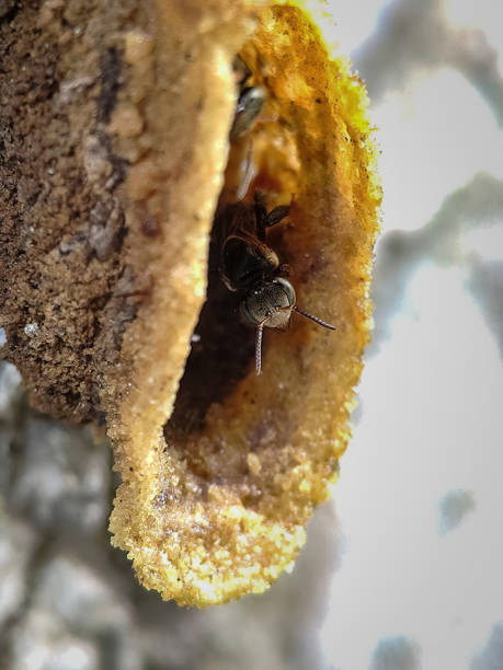 безжалые пчелы, иногда называемые скупыми медоносными пчелами или просто мелипонинами - stingless стоковые фото и изображения