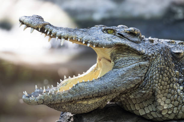 istock close up crocodile with open mouth 1288353750