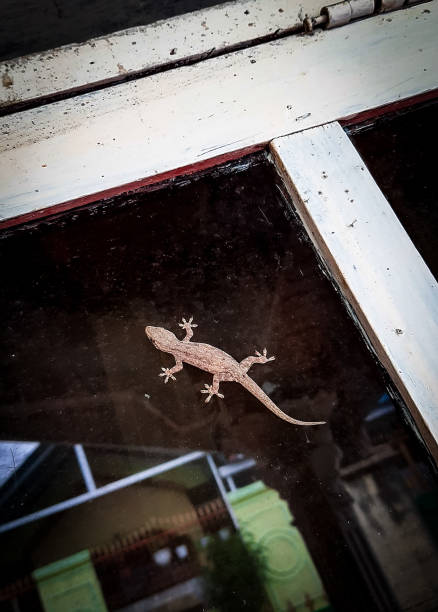 istock A brown lizard walking on the glass 1288354470