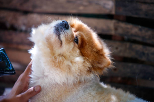 A small dog whose fur was wet because it was showered. Small, cute pomeranian dog I'm enjoying the pleasure of showering and getting fur wet. pomeranian dog taking a bath stock pictures, royalty-free photos & images