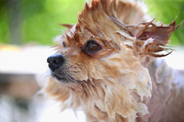 istock A small dog whose fur was wet because it was showered. 1288357847