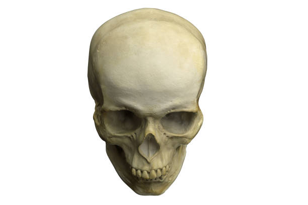 istock 3D render of Human Skull isolated on white 1288357866