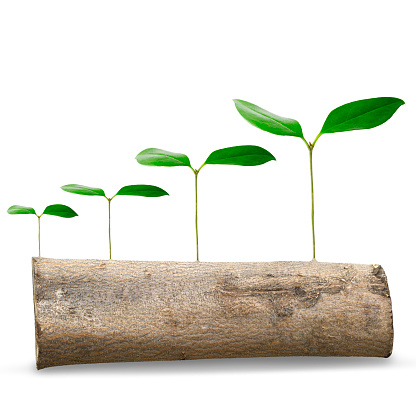 Row of first sprout on tree trunk agains white background with copy space.\nNew life concepts.