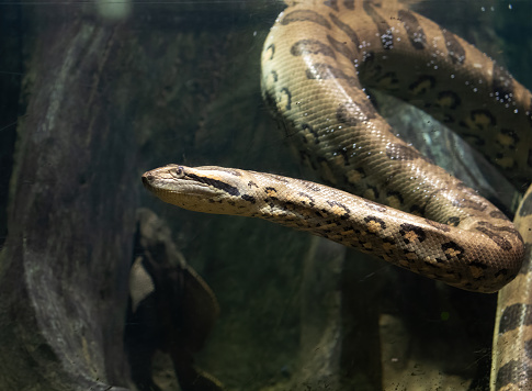 Anaconda in a terrarium under water