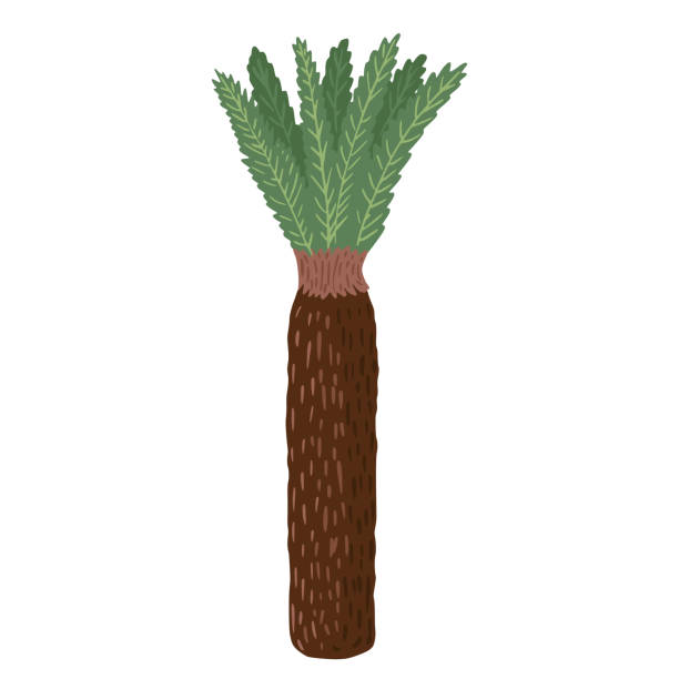 palme isoliert auf weißem hintergrund. dschungel-baum-cartoon im doodle-stil - rainforest palm tree leaf plant stock-grafiken, -clipart, -cartoons und -symbole