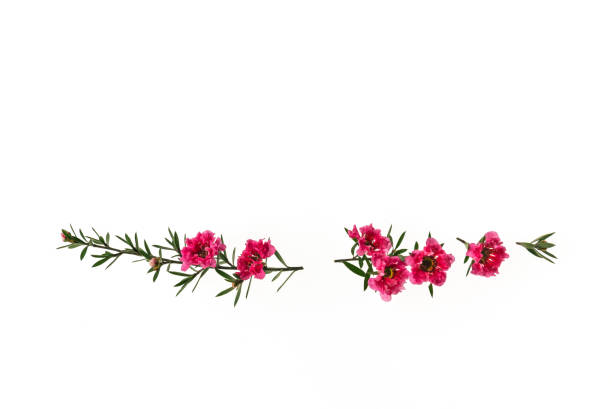 pink manuka tree flowers in bloom border isolated on white background with copy space