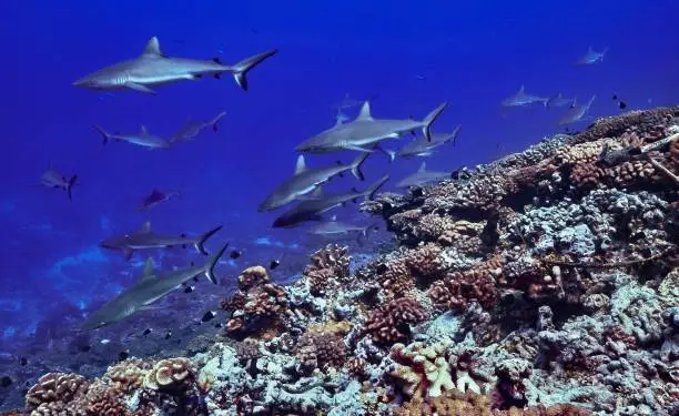 A group of reef sharks at fakarava passage tetamanu