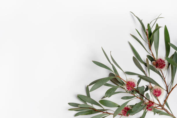 istock Flat-lay arrangement of Australian native Hakea flowes. 1288370039