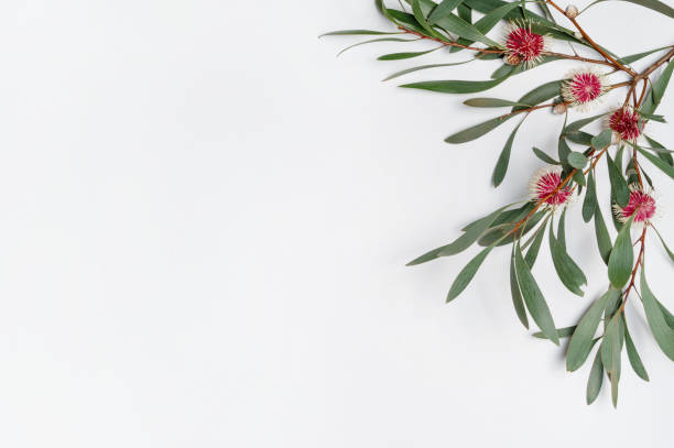 istock Flat-lay arrangement of Australian native Hakea flowes. 1288370080