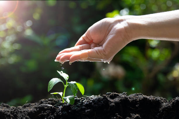 istock Hand Watering Young Plant Seedlings for environment and ecology 1288370883