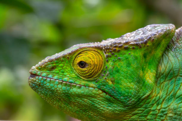 istock A chameleon in close-up in a national park on Madagascar 1288373838