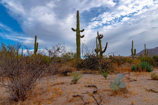 istock Arizona Cactus and Nature 1288378602