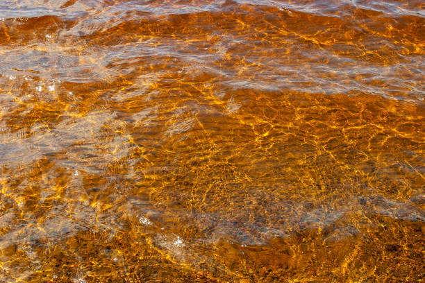 istock Gold coloured water at a lake 1288379739
