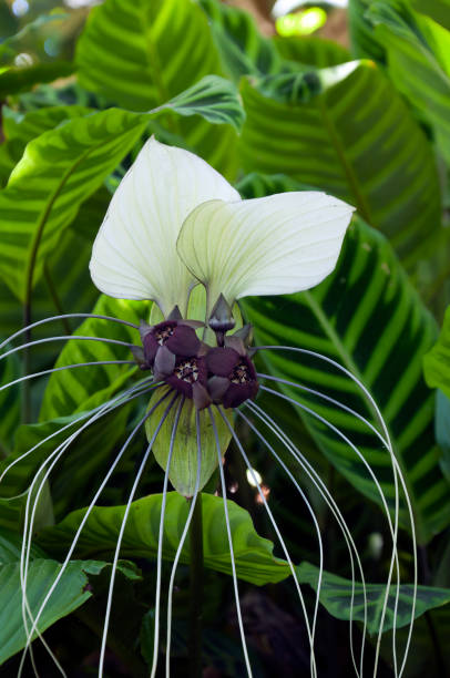Unusual flower of  a tacca integrifolia or white batflower Autumn scene from around Sydney, Australia long stamened stock pictures, royalty-free photos & images