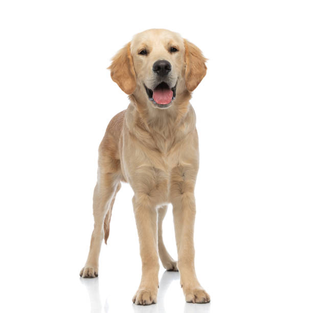 istock golden retriever dog looking at the camera 1288381290