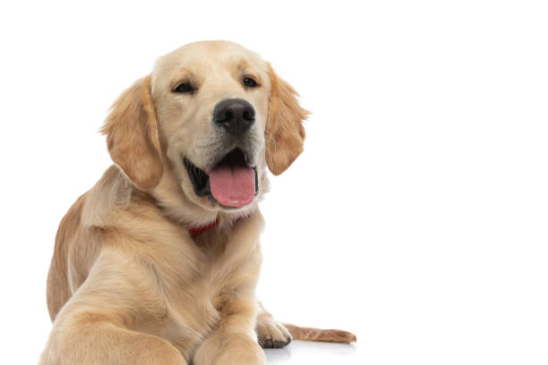 istock golden retriever dog looking at the camera 1288381357