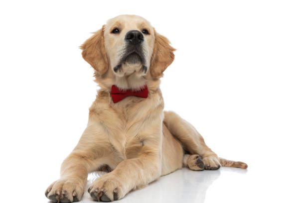 istock golden retriever dog lying down, wearing a red bowtie 1288381997