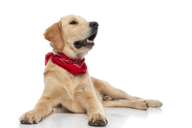istock golden retriever dog looking away, panting and lying down 1288382092