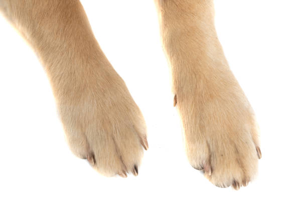 dos patas de un perro golden retriever siendo fotografiado - paw fotografías e imágenes de stock