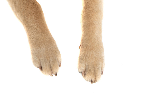 golden retriever dog showing his two legs at the camera in close up view against white studio background