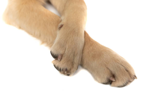 istock golden retriever's front paws standing in the spotlight 1288382253