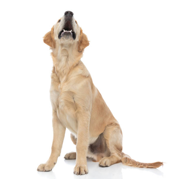 istock golden retriever dog barking at something that makes him alert 1288382284