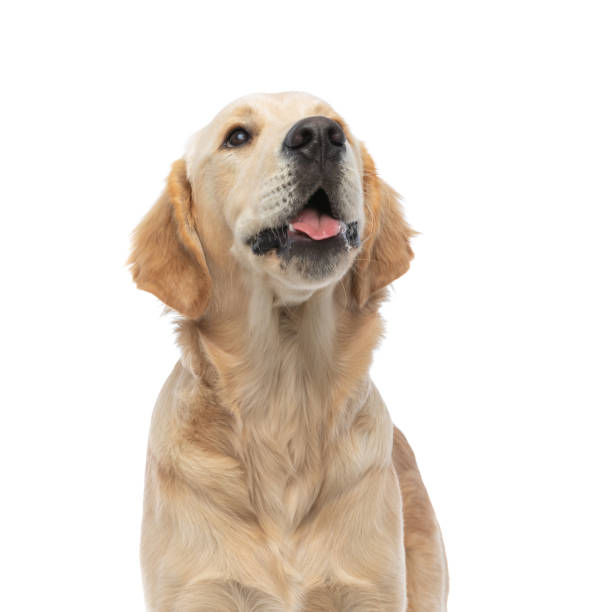 istock golden retriever dog looking at something that makes him happy 1288382291