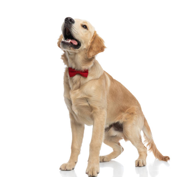 istock cute golden retriever dog barking at someone 1288382497