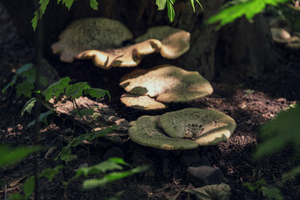 istock Large inedible mushrooms growing on trees. 1288383880