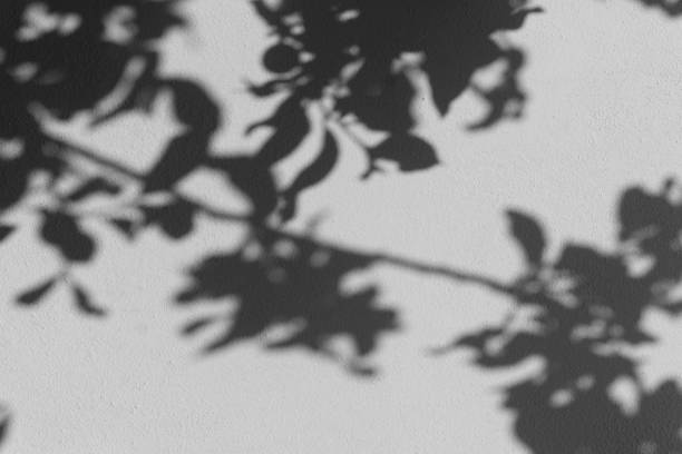 Shadow overlay effect. Blur shadows of plants and tree leaves on a white clean wall.