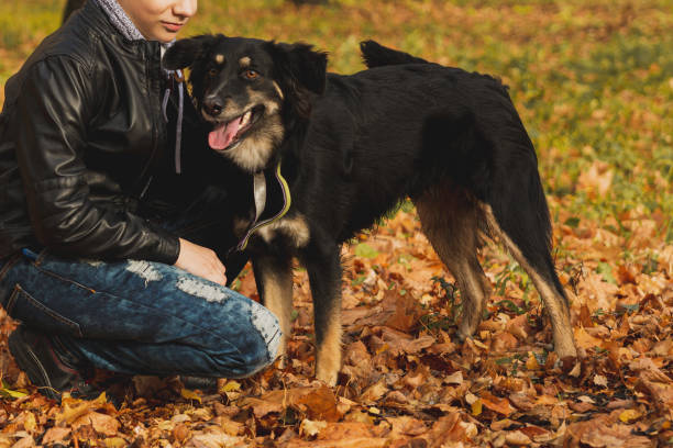 istock A curly-haired brown-haired boy with a mohawk hairstyle in a leather jacket on the background of an autumn forest plays with a dog. 1288384775