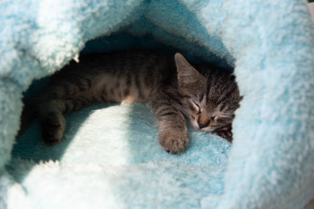 istock Tabby kitten sleeps in a soft blue house 1288384907