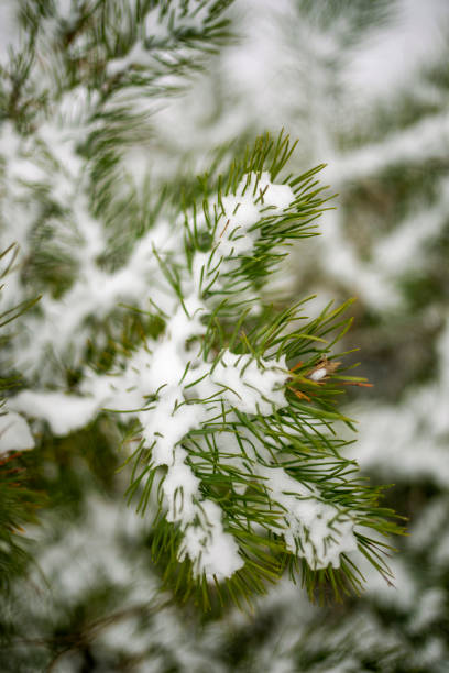 istock first snow on a christmas tree, festive mood, natural background 1288385336