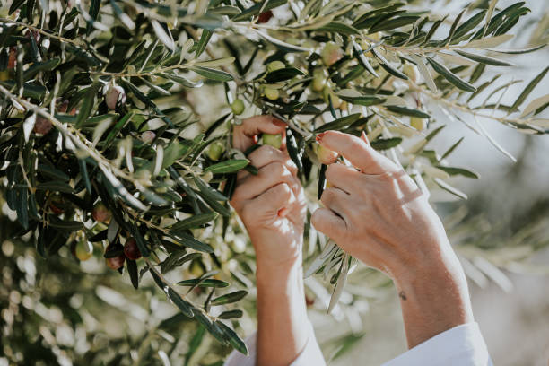 крупным планом фермера проведения собранных оливок - оливковое дерево стоковые фото и изображения