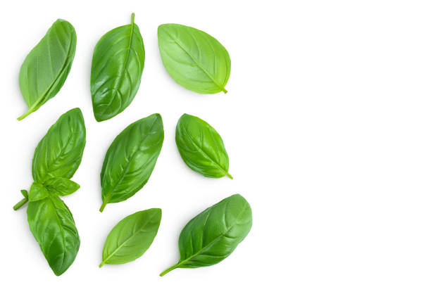 istock Fresh basil leaf isolated on white background with clipping path. Top view with copy space for your text. Flat lay 1288386485