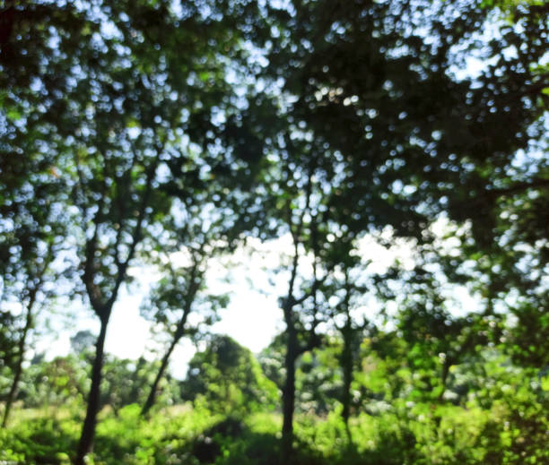 istock The sun and the trees in the forest 1288388979