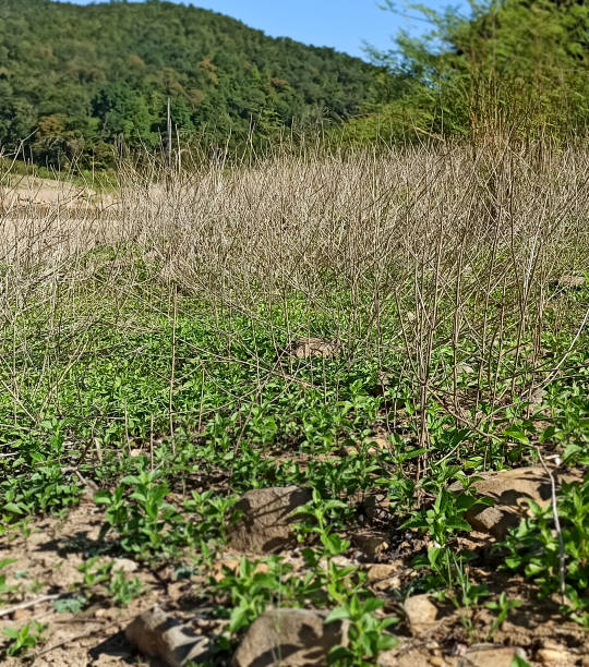 istock Dry grass in the garden 1288390431