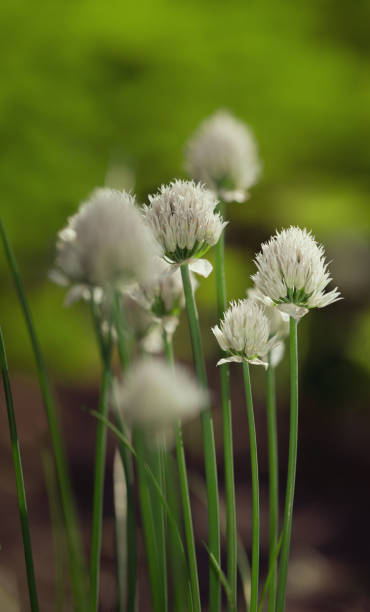 inflorescência da cebola - chive allium flower cultivated herb - fotografias e filmes do acervo